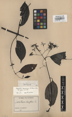 LE 00017385