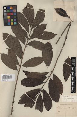 LE 00017388