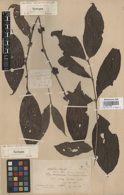 LE 00017390
