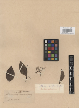 LE 00017392