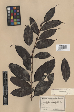 LE 00017393