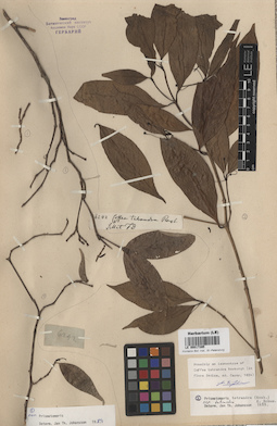 LE 00017395