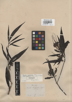 LE 00017399