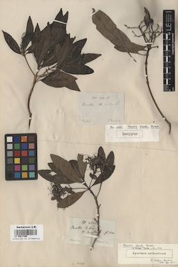 LE 00017406