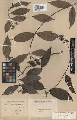 LE 00017407