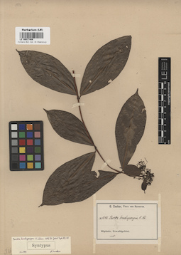 LE 00017408