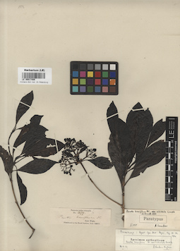 LE 00017409