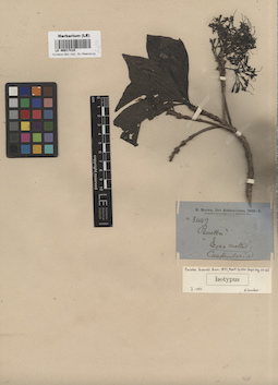 LE 00017410