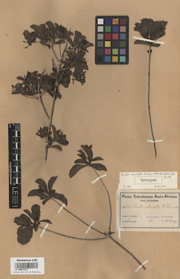 LE 00017411
