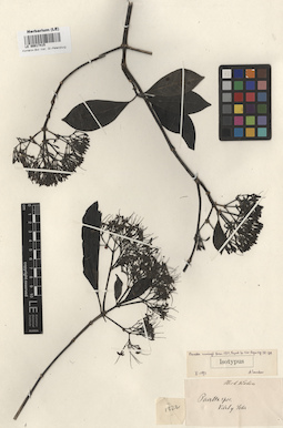 LE 00017415