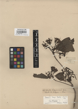LE 00017416
