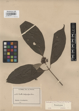 LE 00017417