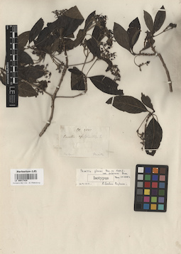LE 00017420