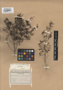 LE 00017445