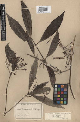 LE 00017477