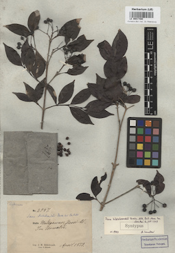 LE 00017480