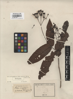 LE 00017484