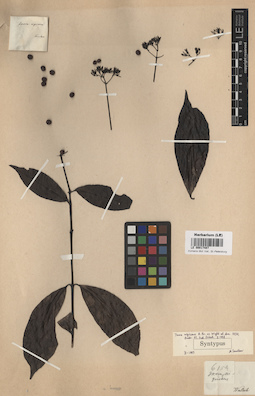 LE 00017487