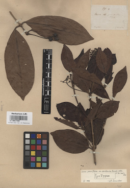 LE 00017489
