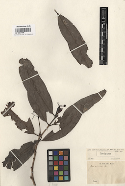 LE 00017496