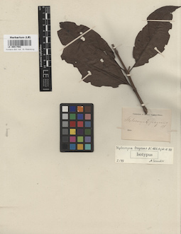 LE 00017502