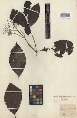 LE 00017504