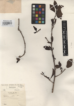 LE 00017505