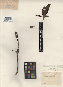 LE 00017506