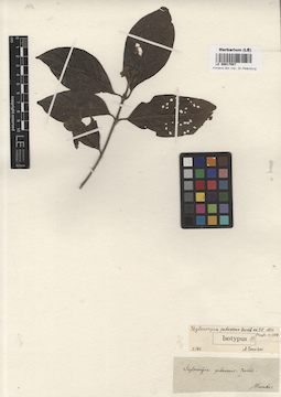 LE 00017507