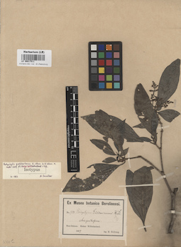 LE 00017511