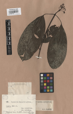 LE 00017515
