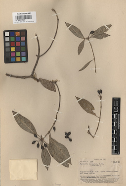 LE 00017525