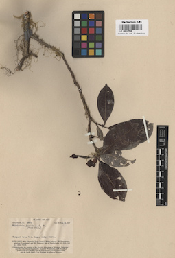 LE 00017526