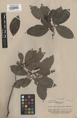 LE 00017527