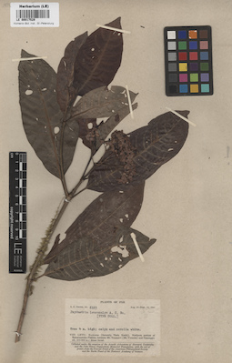 LE 00017529