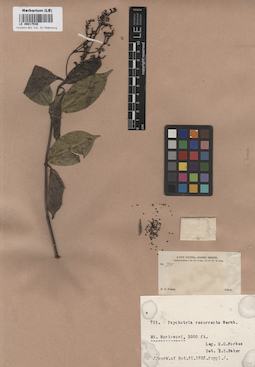 LE 00017539