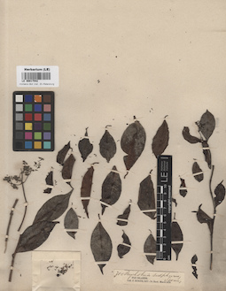 LE 00017542