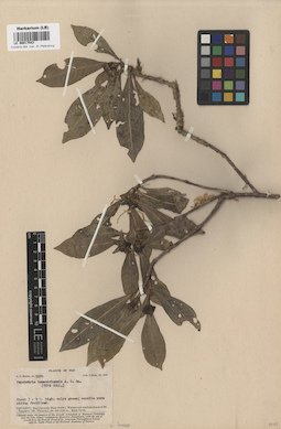 LE 00017543