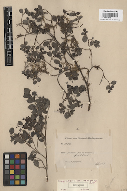 LE 00017545