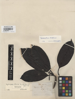 LE 00017548