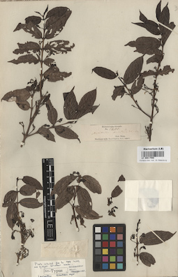 LE 00017550