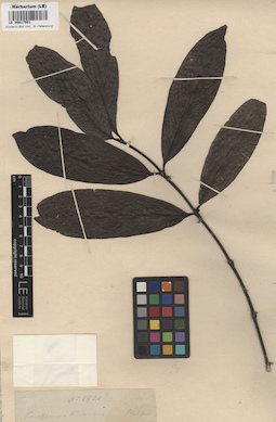 LE 00017551
