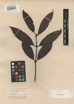 LE 00017552