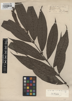 LE 00017554