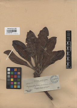 LE 00017557