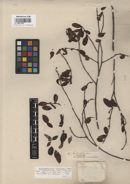 LE 00017559