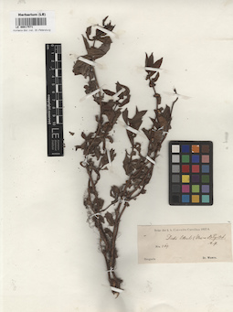 LE 00017571