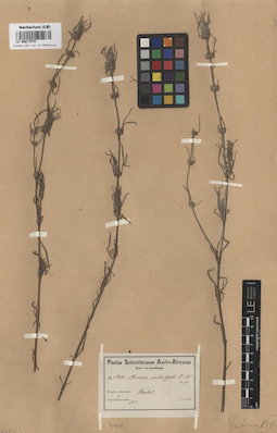 LE 00017575