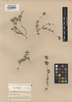 LE 00017576