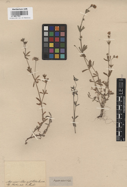 LE 00017581